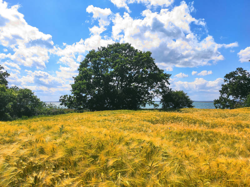 Beim Seebad Ückeritz: Authentische Landschaft in der Inselmitte.