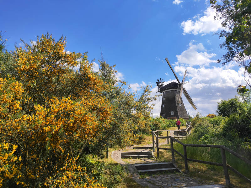 Sehenswürdigkeiten: Holländerwindmühle bei Benz.