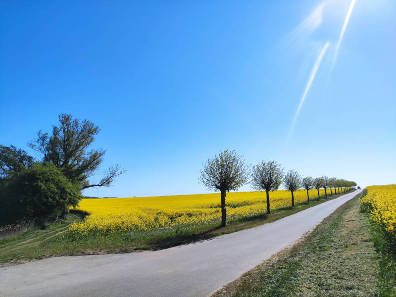 Wanderungen durch das Usedomer Hinterland: Am Konker Berg bei Pudagla.