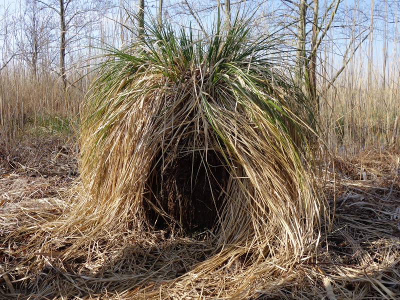 "Greisenhaupt": Gras auf einem Damm durch den Gothensee.