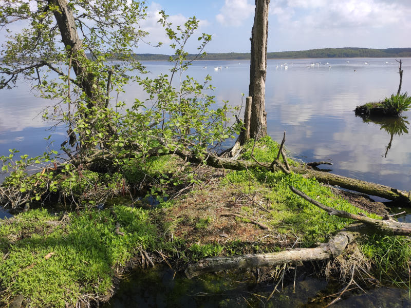 Der Schmollensee im Hinterland der Insel Usedom: Spitze einer Halbinsel im See.