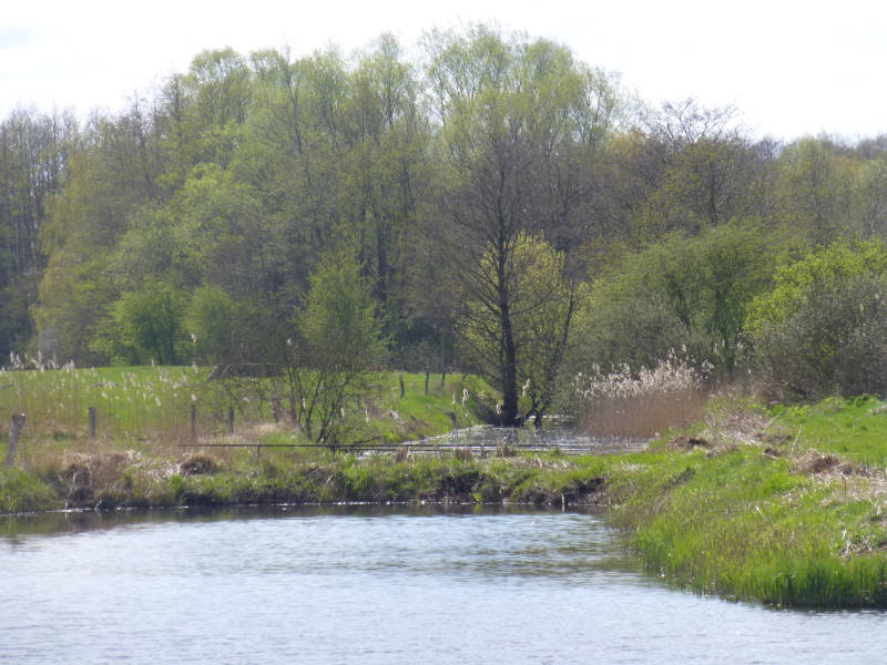 Sehenswertes Biotop: Das Thurbruch im Hinterland der Insel Usedom.