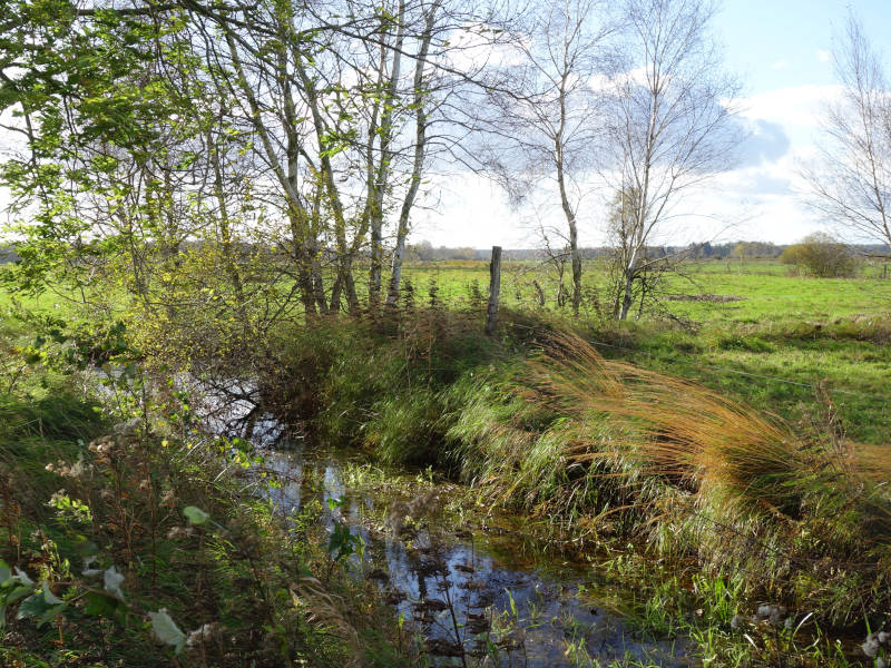 Ehemaliges Moor: Das Thurbruch im Hinterland der Insel Usedom.