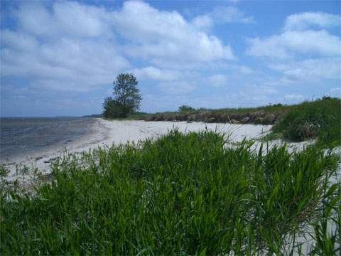 Fast wie auf Usedom: Sandstrand der Halbinsel Struck am Greifswalder Bodden.