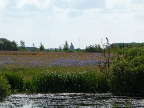 Landschaft aus einem Roman von Th. Fontane: Wiesenland zwischen Wehrland-Bauer und Lassan.