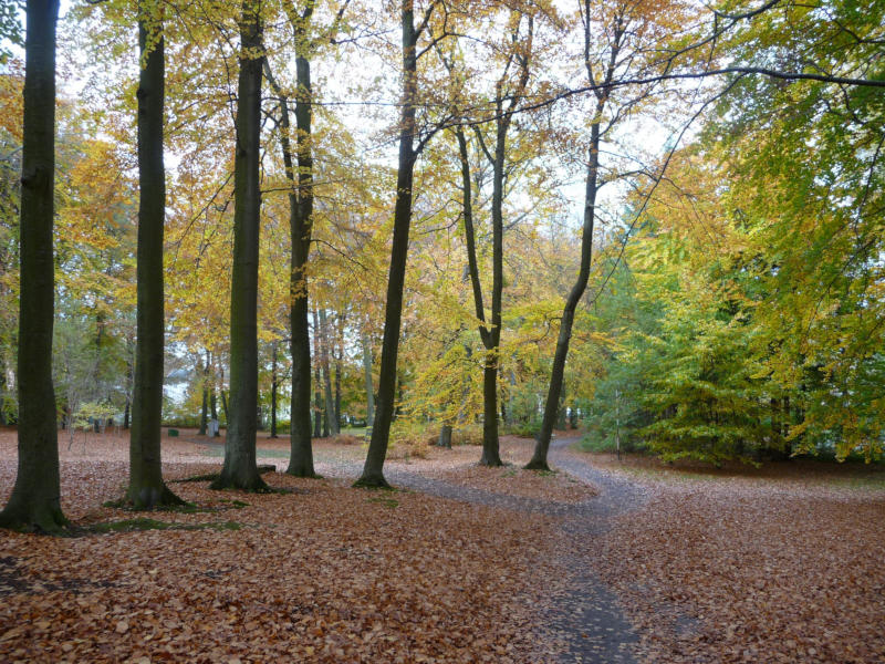 Goldener Herbst in den Usedomer Kaiserbädern: Der Kurpark von Heringsdorf.