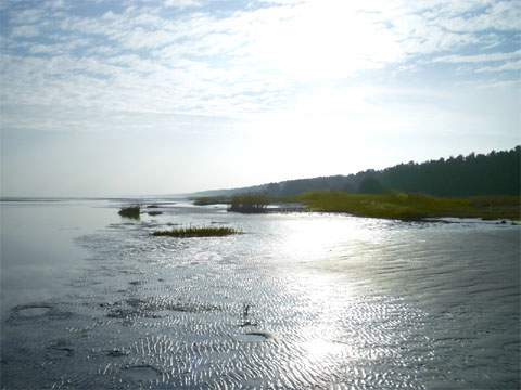 Wattenmeer auf der Insel Usedom: Nordwestlich von Karlshagen endet der breite, weiße Sandstrand und Schilfgebiete und Salzwiesen beginnen.