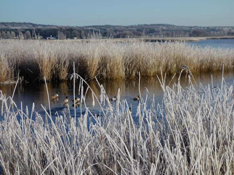 Winter am Achterwasser: Eis und Reif haben interessante Skulpturen um das Uferschilf gebildet.