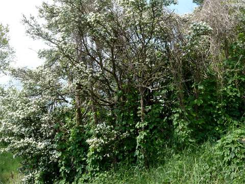 Blütenpracht und Lebenskampf: Schlingpflanzen überwuchern einen Uferbusch.