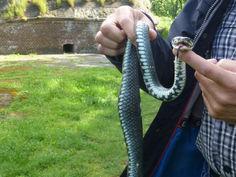 Keine Angst vor Ringelnattern: Ungiftig und harmlos ist die häufigste heimische Schlange.