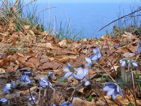 Leberblümchen: Wald auf der Steilküste zwischen Koserow und Kölpinsee.