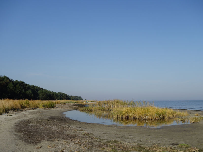 Wenige Kilometer nördlich von Karlshagen erobert Schilf den Sandstrand.