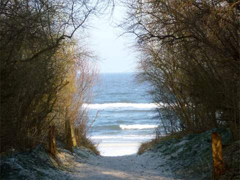 Strandzugang im Winter: Blick durch den Bewuchs der Dünen nahe des Ostseebades Zinnowitz.