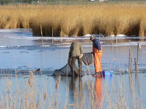 Fischerei: Reusenfischen auf der vereisten Melle am Loddiner Höft.