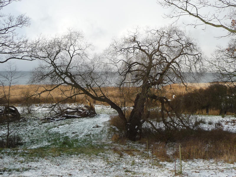 Usedomer Winterlandschaft am Achterwasser: Warme Farben des Schilfes und starke Kontraste der blattlosen Bäume.