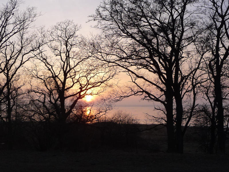 Frühjahr auf dem Loddiner Höft: Die Abendsonne scheint durch die Bäume auf der Steilküste.