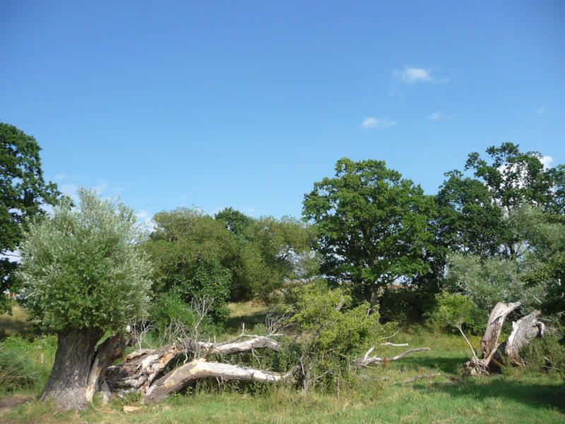 "Urwald" an der Achterwasserküste beim Seebad Loddin auf der Insel Usedom.