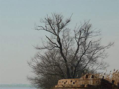 Ein alter Lastkahn, in dem eine Weide wächst, bildet einen Teil der Mole des Achterwasserhafens Stagnieß.