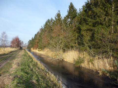 Waldrand an den Peenewiesen: Zwischen Karlshagen und Peenemünde erstreckt sich ein dichter Wald.