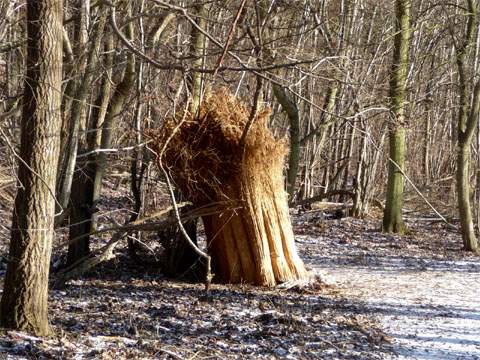 Schilfwirtschaft auf Usedom: Im Winter wird dieser wichtige Rohstoff "geworben".