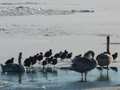 Dauerfrost und gefrorenes Wasser: Wasservögel auf der Suche nach offenem Wasser.