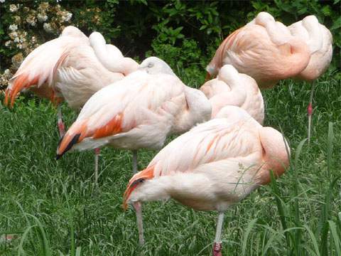 Farbenprächtig aber verschlafen: Flamingos im Ruhezustand.