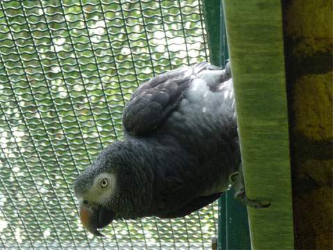 Überqualifiziert und unterfordert: Aller Sorgen ledig zerlegen diese Papageien ihre Voliere.