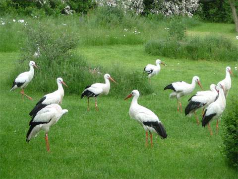 Storchenwiese im Vogelpark Marlow: Einheimische Vögel aus der Nähe betrachten.