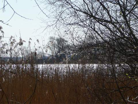 Ostern am Achterwasser auf dem Gnitz: Hinter dem goldgelben Schilf liegt das spiegelnde Wasser.