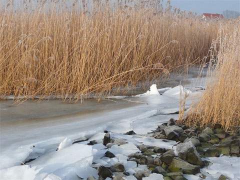 Rauhreif auf dem breiten Schilfgürtel des Achterwassers: Phantastische Winterstimmung in Zempin.