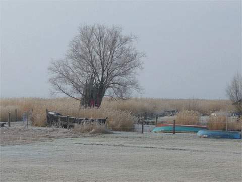 Mit Rauhreif bepudert sind Bäme, Schilf und Boote am kleinen Hafen des Seebades Zempin.