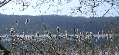 Hinterland der Usedomer Kaiserbäder: Der Wolgastsee bei Korswandt.