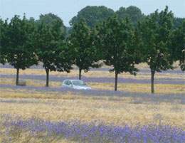 Usedomer Hafflandschaft zwischen Dargen und Prätenow: Entspanntes Autofahren.