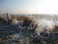 Usedoms Achterwasser im Winter: Kalter Winterwind hat das Schilf mit Eis überzogen.