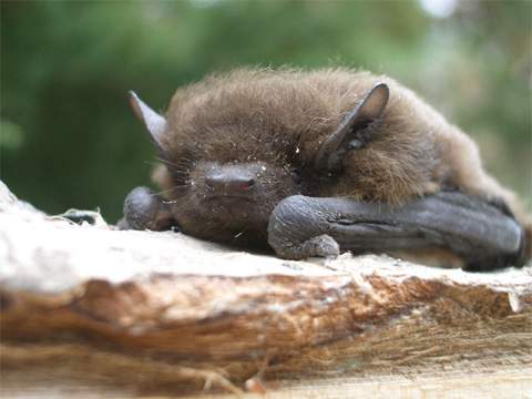 Nach dem Winterschlaf noch etwas träge: eine Fledermaus beim Aufwachen. Steinbock-Ferienwohnungen im Seebad Loddin/Kölpinsee auf der Ostsee-Insel Usedom.