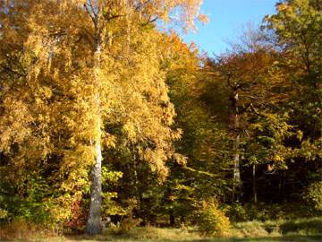 Goldenes Usedom: Herbstfärbung im Oktober zwischen Ückeritz und Schmollensee