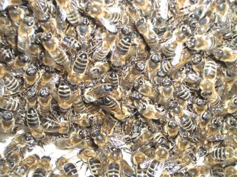 Ein Bienenvolk auf Wanderschaft. Steinbock-Ferienwohnungen im Seebad Loddin/Kölpinsee auf der Ostsee-Insel Usedom.