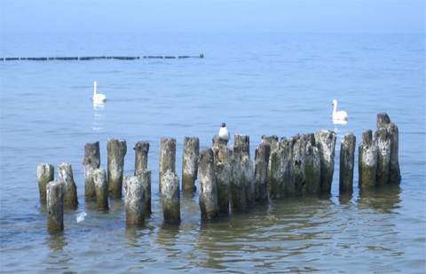 Ruhig: Schwäne auf der unbewegten Ostsee. Badeurlaub im Seebad Loddin/Kölpinsee auf der Ostsee-Insel Usedom.