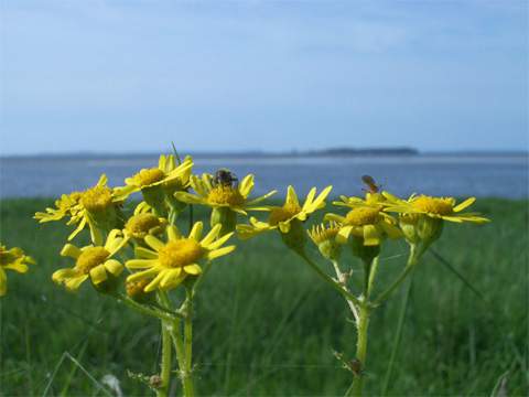 Die ersten Blüten, im Hinterrund die Insel Ruden im Greifswalder Bodden. Photo: Steinbock-Ferienwohnungen im Ostseebad Kölpinsee auf der Ostsee-Insel Usedom.