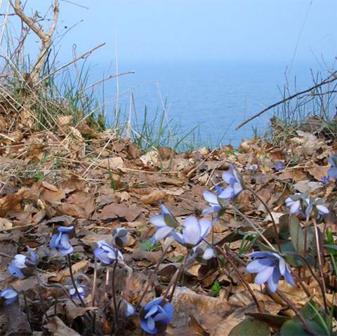 Leberblümchen am Kliff. Steinbock-Ferienwohnungen im Seebad Loddin/Kölpinsee auf der Ostsee-Insel Usedom.