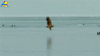 Ein Paradies für Seeadler: Winterimpressionen von der Usedomer Küste zum Greifswalder Bodden.