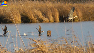 Reiches Biotop und wunderbare Landschaft: Die Melle am Usedomer Seebad Loddin.