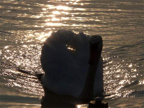 Naturerlebnis Achterwasser: Schwan am Loddiner Höft auf Usedom.