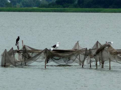 Usedomer Sittenbild: Kormoran und Mwe warten auf der Reuse im Achterwasser bei Zinnowitz auf "ihren" Fisch