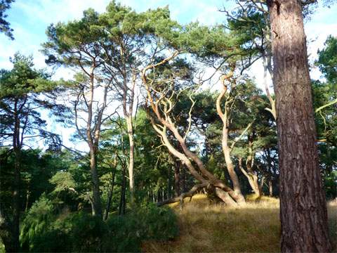 Bis an den Ostseestrand: Kiefernwälder an den Außenküsten der Insel Usedom.