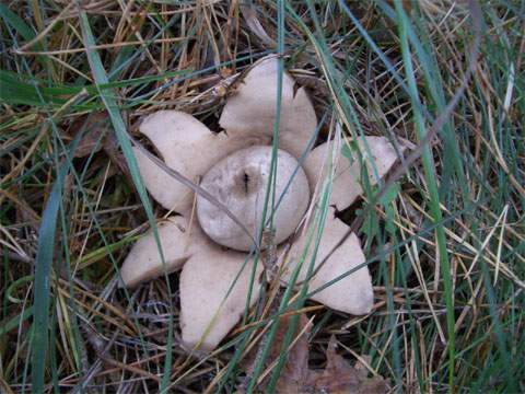 Keine Blüte sondern ein Pilz: Dieser Erdstern wächst in der Nähe des Prüfstandes VII bei Peenemünde.