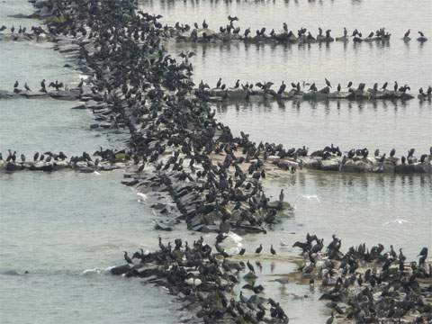 Biotop im Greifswalder Bodden: Kormorane auf der Insel Ruden soweit das Auge reicht.