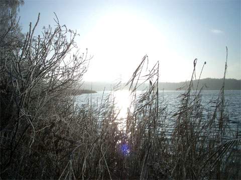 Winterliches Usedom: das Schilf des Kölpinsees ist dick bereift.