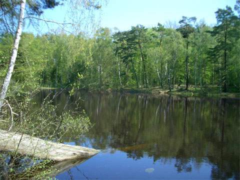 Ein wunderschönes Naturpanorama auf Usedom: Der verborgene Waldsee Schwarzes Herz.