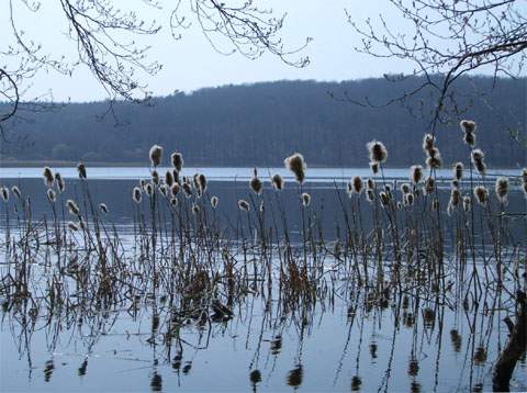 Zu Füßen des Zirowberges auf der Insel Usedom: der Wolgastsee im Wald.
